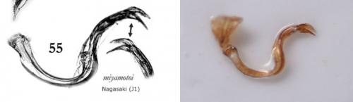 Campylomma miyamotoi
